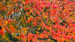 IMG_0129