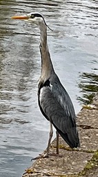 IMG_0632