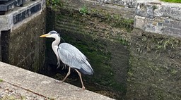 IMG_0641