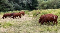 IMG_0771