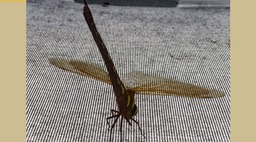 IMG_0882