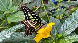 IMG_1214